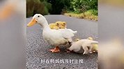 看鸭妈妈是如何一脚，征服调皮的小狗狗