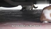 残疾猫咪被赶出家门，同伴离家出走寻找，结局太暖心了