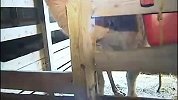 搞笑-20120326-女记者直播时遭骆驼嚼头发