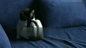 “缺心眼”猫 狂和自己尾巴较劲