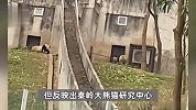 饲养员用铁锨驱打大熊猫，秦岭大熊猫研究中心道歉：涉事员工被辞退