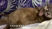两只水獭为争夺被窝大打出手，最后累的双双睡着，萌翻啦