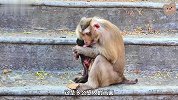 猴子妈妈脾气时好时坏，一会儿对小猴子好的要命，一会儿又打又骂