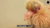 捡到一枚敲不烂的蛋，没想到孵化出来的幼崽长得这么丑！