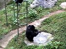 黑猩猩比你还勤劳 给饲养员洗衣服半小时