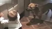 [搞笑]执着的狗狗与宝宝