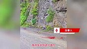 女子驾车突遇山崖“天降”野猪，6只猪差一点砸车上：最大的二三百斤