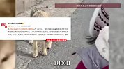 带娃游客在可可西里路边喂野狼，当地回应