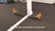墙头飞来两只小鸟，鹦鹉看到后，举动笑翻众人