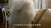 萨摩耶半夜不睡觉，也不让铲屎官睡，场面笑爆了