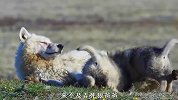 狼爸爸带娃弄丢小狼崽，狼妈妈心急如焚，寻找三天三夜