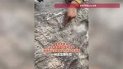 济南一公园景观石发现大量“化石”，专家：确为古生物化石，距今约4.7亿年