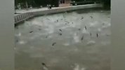 山东成群的鱼集体蹦出湖面 网友：集体跃龙门？