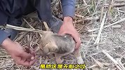 池塘边偶遇一只小奶狗，它却被渔网缠住无法动弹，实在是太可怜了