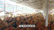 南宁一养鸡场上千只鸡突然死亡，疑似燃放烟花导致