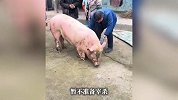 屠夫下乡买猪遇“跪地猪”，身体颤抖跪地不起