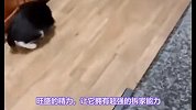 弃养率最高的4种猫猫。你养了吗？