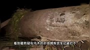 四川一村挖出疑似“乌木”，有人欲半夜运走被村民拦下！官方回应