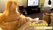 猴子太烦了喵星人一脸生无可恋