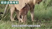 一只母狮外出觅食，遇到1只老虎幼崽，随后将其叼回家中照顾