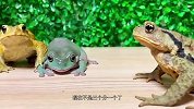 青蛙：我给按住了，老大过来揍它