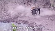 13秒咬断野猪脊椎，虎王狩猎野猪的画面让人震撼，瞬间秒杀啊！