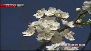 重庆新闻联播-20120324-四川汉源举办梨花节