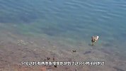 小鸭子被鱼拖走，鸭妈妈看到后发疯似地追赶，镜头拍下全过程