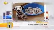 斑点狗一次产崽15只 主人大呼“养不起”