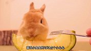 小兔子疯狂吃瓜，吃得有多快，撒娇就有多可爱