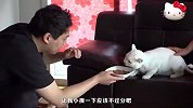 向主人复仇的猫咪