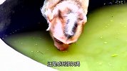 作死！小猴惊险饮水，不小心翻车掉下去，猴妈当场暴怒