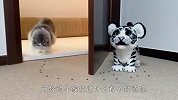 门后面藏着只老虎，猫和狗看到后，一定忍住别笑