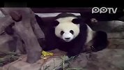 大熊猫也不都天真无邪
