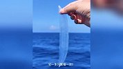 海洋科考意外捕获条“宽粉”，全身透明内脏清晰可见：没“隐私”