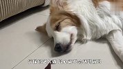 主人恶搞熟睡的狗子，故意在跟前摆上食物，看完忍住别笑