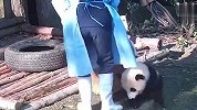 超黏人熊猫，奶妈甩都甩不掉，下一秒忍住别笑