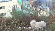 狗狗失去小狗后行为怪异，主人悄悄观察，结果高兴坏了