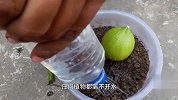 小小的一棵树，在花盆，长出比它大几倍的柠檬，怎么做到的？