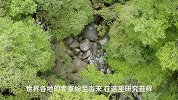 超级苔藓