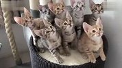 这群猫猫太high了吧