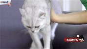 四种正确抱猫姿势！【举起爪儿来】
