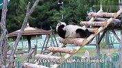 熊猫团子晒太阳，现场就像晒大白菜一样，你看中哪一只了？