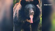 迷路小黑熊疑把狗当妈妈，村民被狂追跑到崩溃：担心它“家长”找