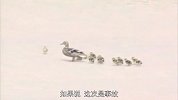 鸭妈妈带娃粗心大意，小鸭子全部掉进下水道，鸭妈急得原地打转！