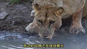 狮子在河边喝水，居然被小乌龟驱赶，难得一见