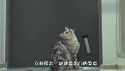 猫咪想出去玩，站在门口叫主人开门，下一秒憋住别笑