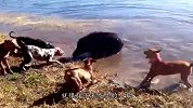 野猪被猎狗围攻，秒变怂包，白长这么大体格了！