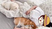 柴犬跑去叫铲屎官起床，搞笑的一幕发生了，结局差点笑喷