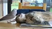 搞笑-20120320-爆笑萌宠！叫猫咪起床的有爱小鸟！(动物奇趣)